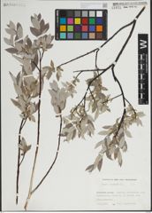 Foto von Salix lapponum L.